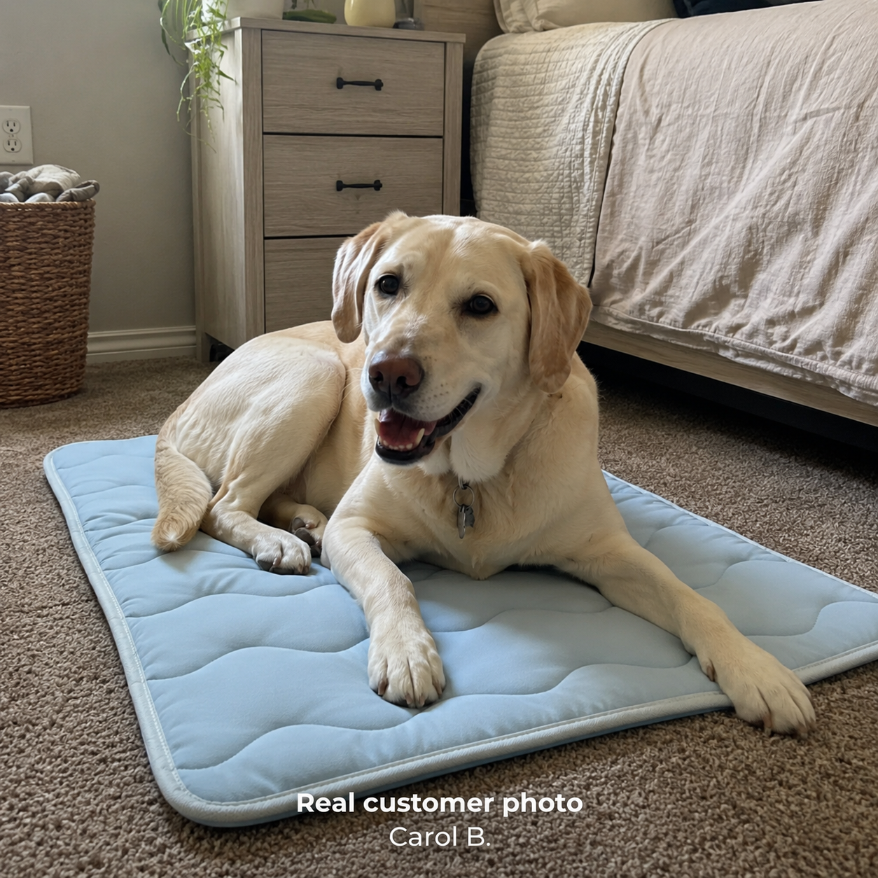 Protect Your Dog From Heat Stress And Restless Nights With The Reliva™ Cooling Comfort Mat